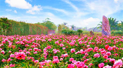 12月5日-16日福达国旅入冬三亚优美之旅